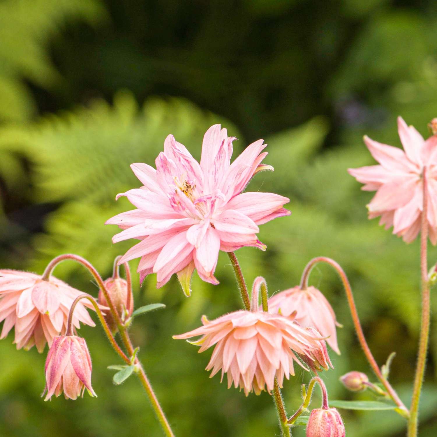 Akelei ‘Pink Barlow’